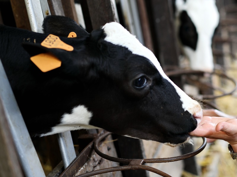 La Vache de Louvicamp