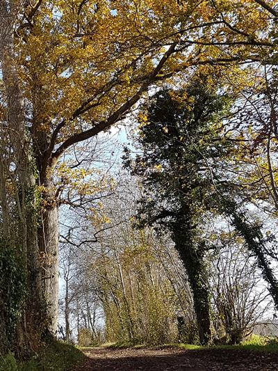 Contes nature en forêt de Petite-Gouffern