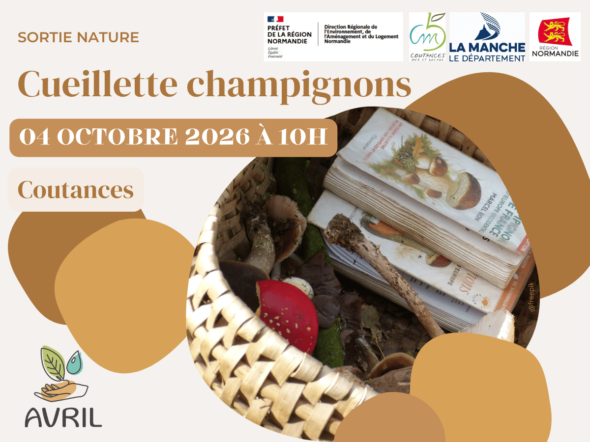 Cueillette champignons