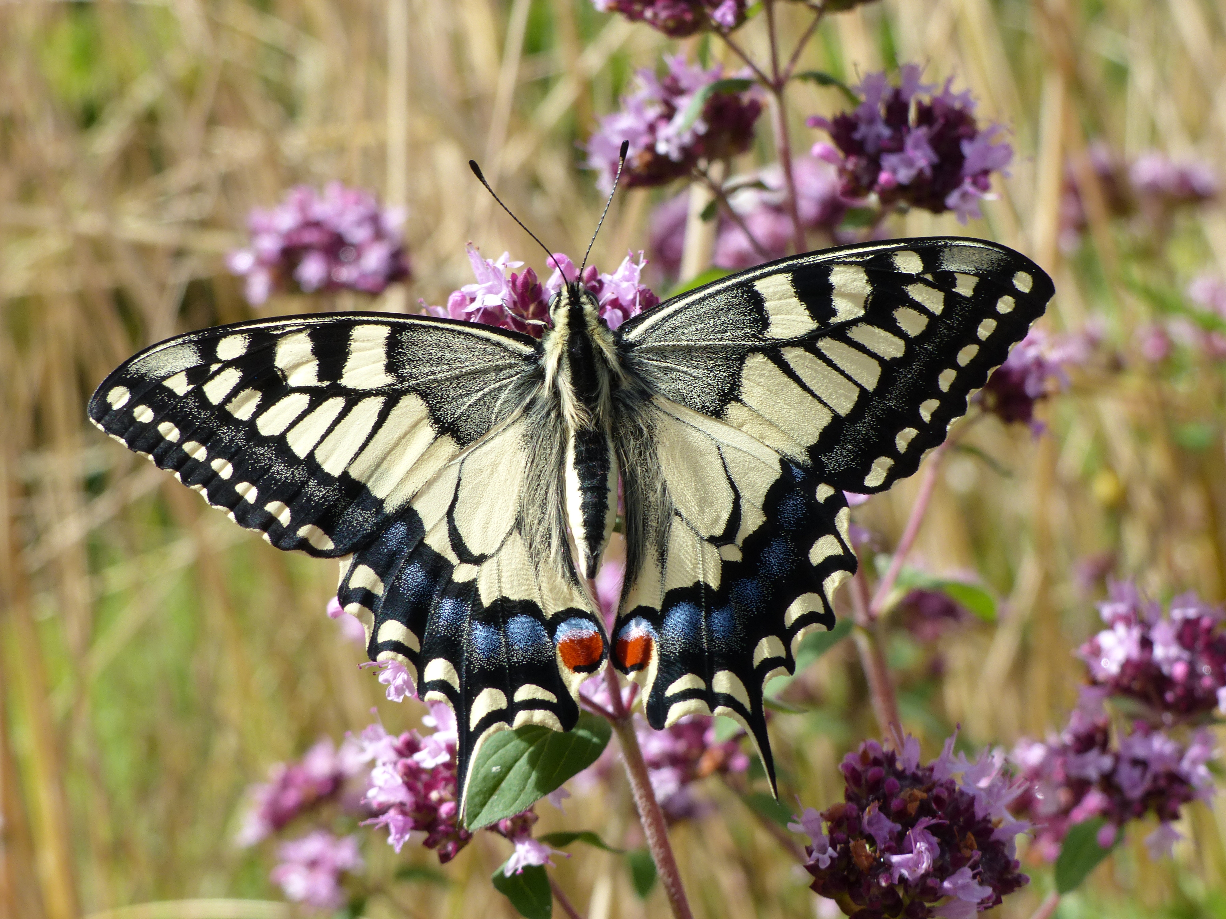 Domfront En Poiraie : En'quête d'insectes !