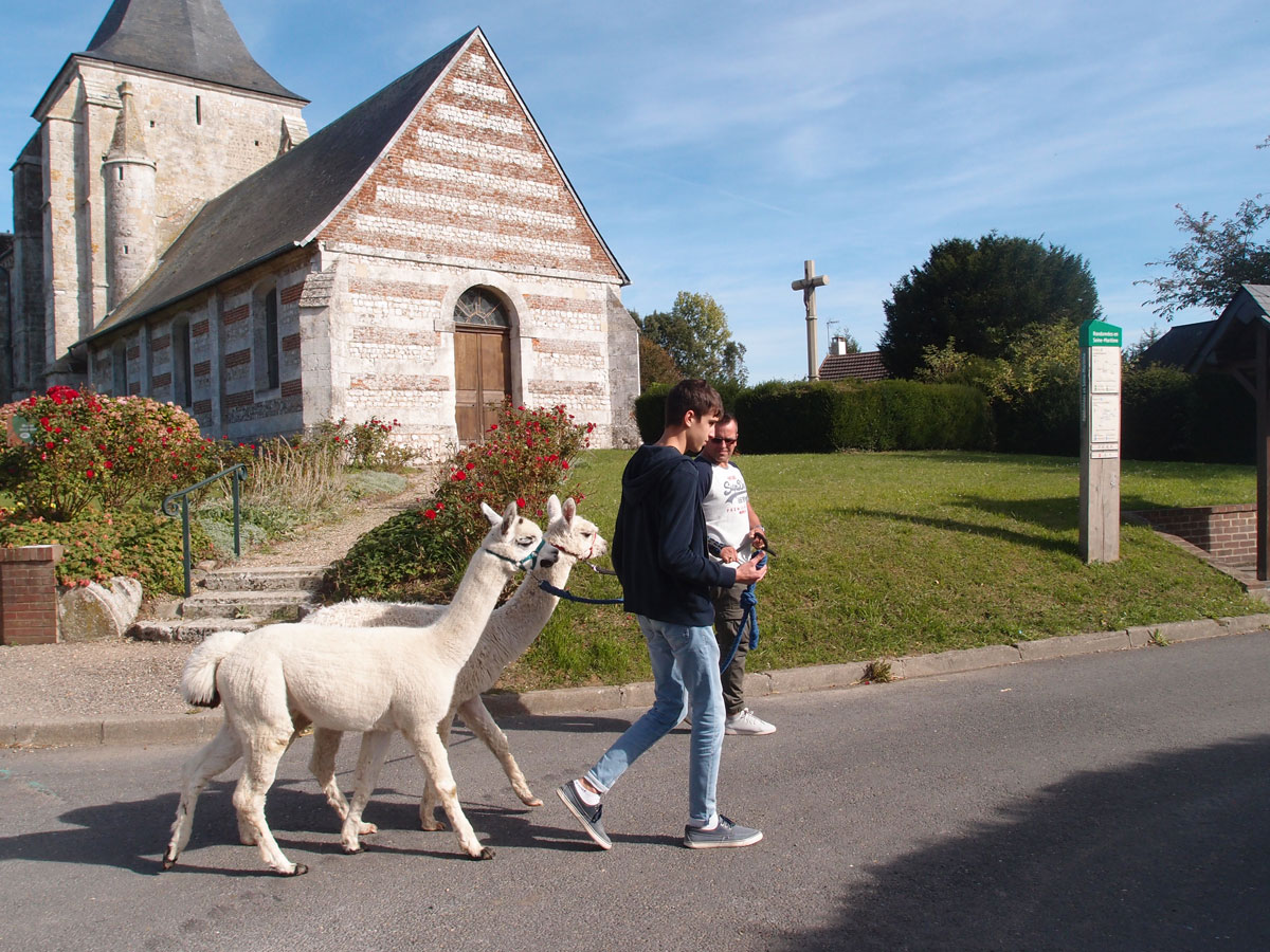 5©-Le-Clos-des-Alpagas