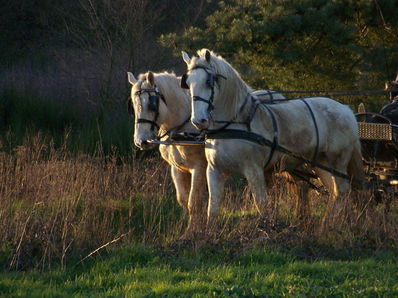 © Céline Maudet Attelage naturaliste dans le Perche