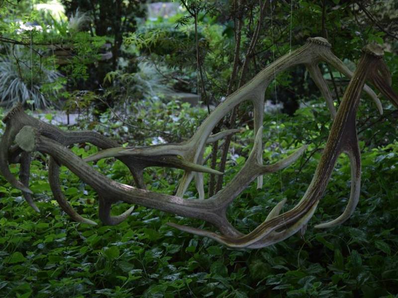 Anne Deshaies jardin web ©Anne Deshaies Anne Deshaies jardin web