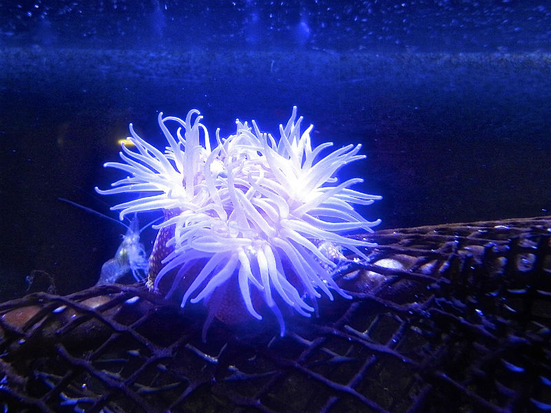 Aquacaux