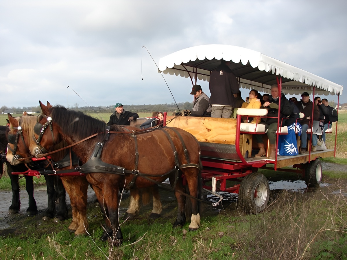   Balade en attelage Marais Isigny-Omaha 