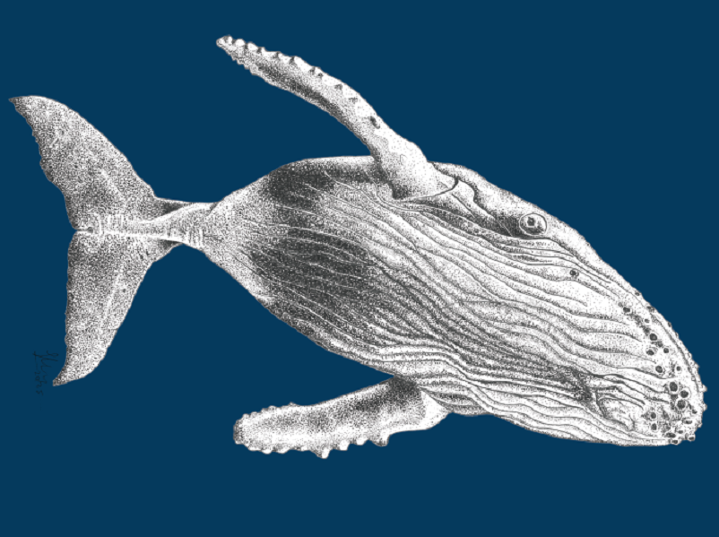 Baleine - Gaëtane Bossaert 