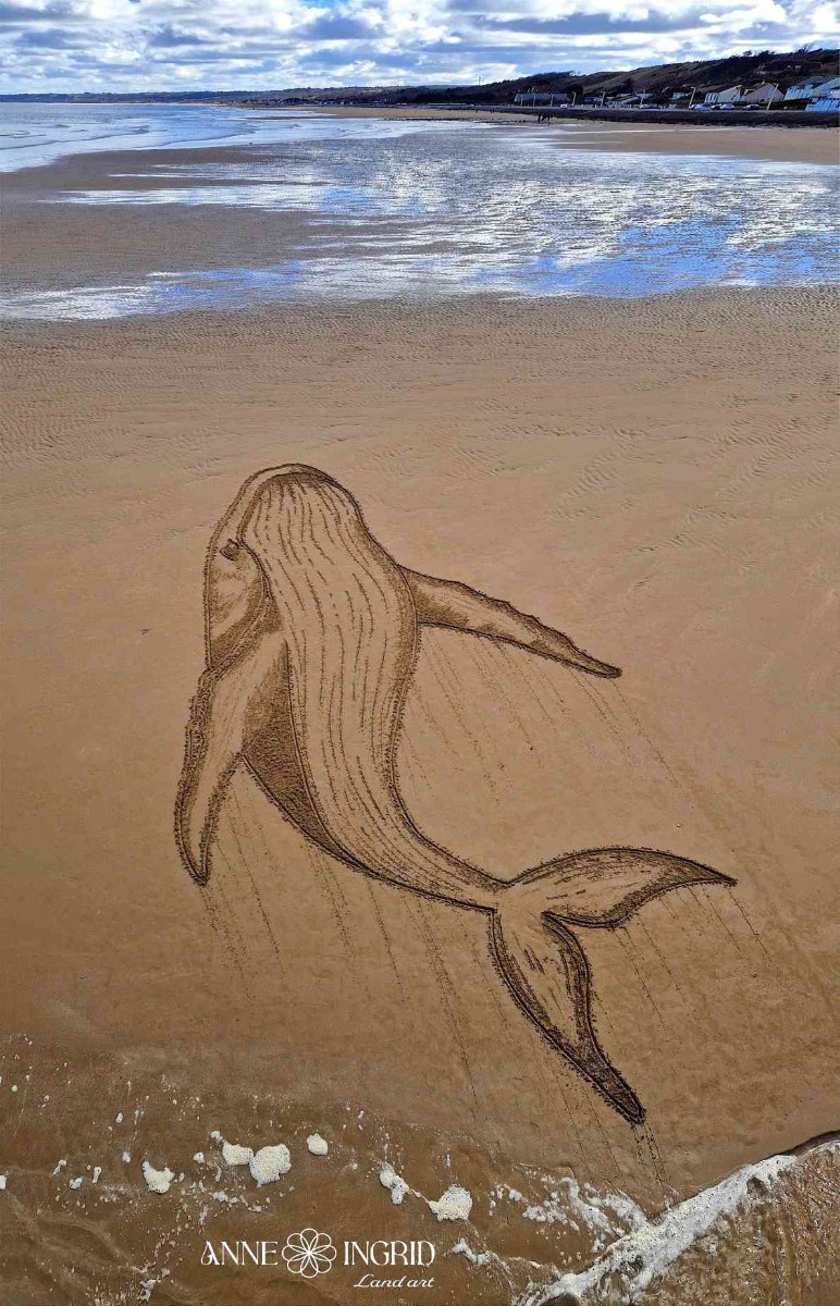 Dessin Baleine à bosse