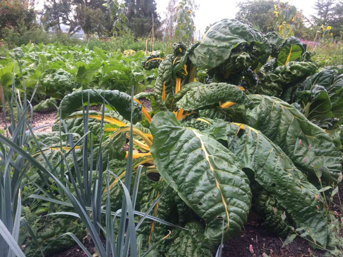 Atelier au potager en permaculture : les plantes compagnes avec la Maison de la Nature et de la Pierre Sèche