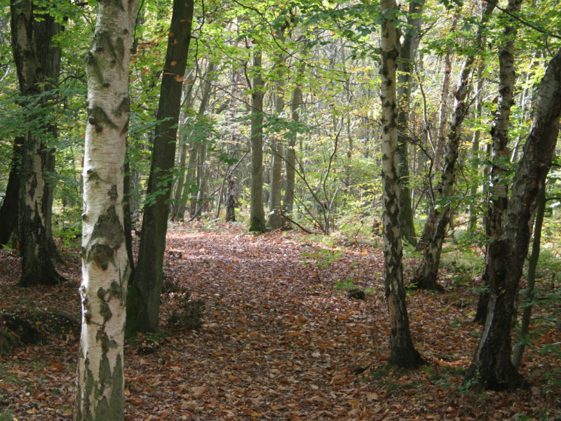 Le Bois de l'Épinay - photo 2
