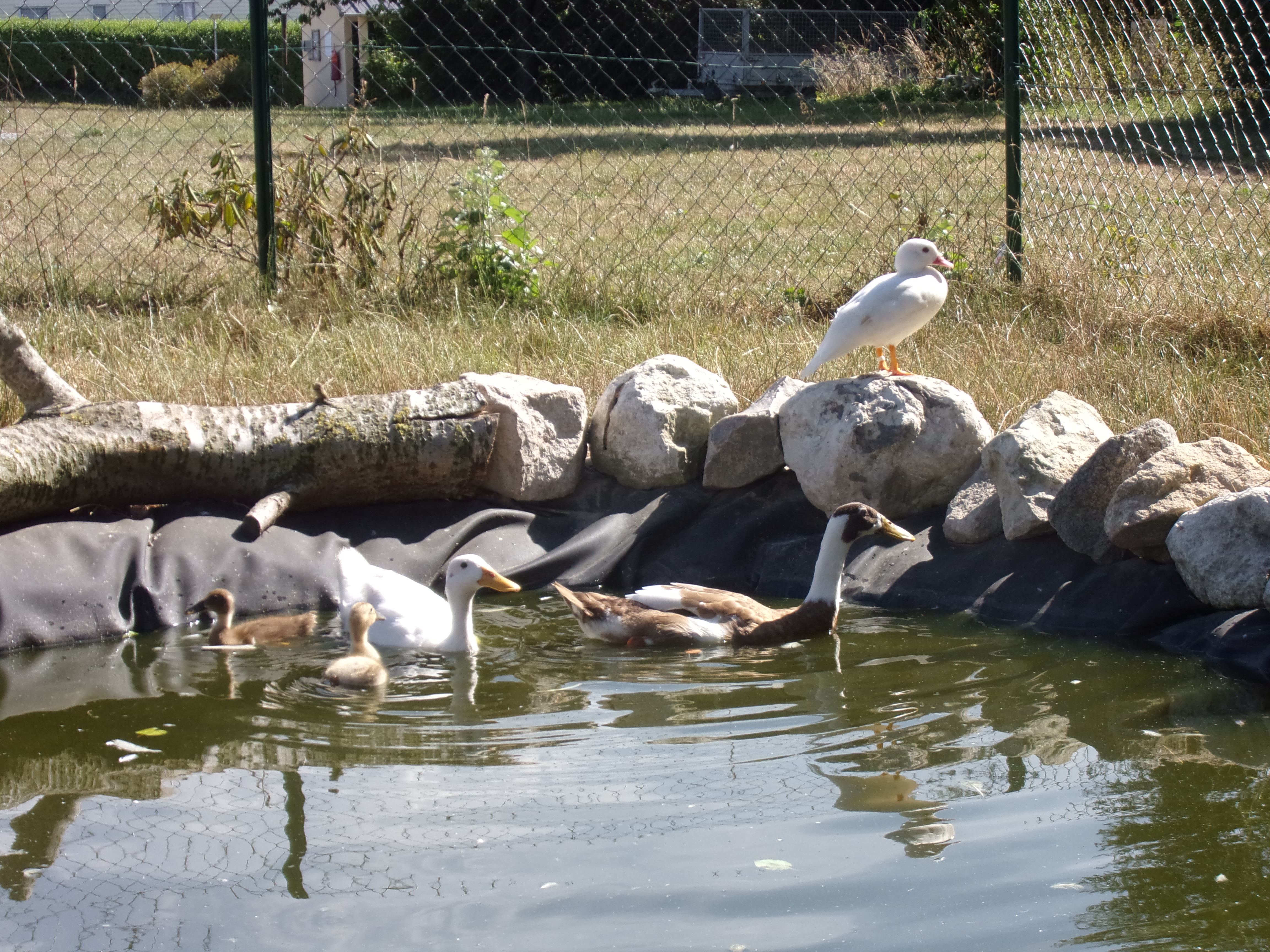 CAMPING LES POMMIERS - SAINT-LEONARD - 2022
