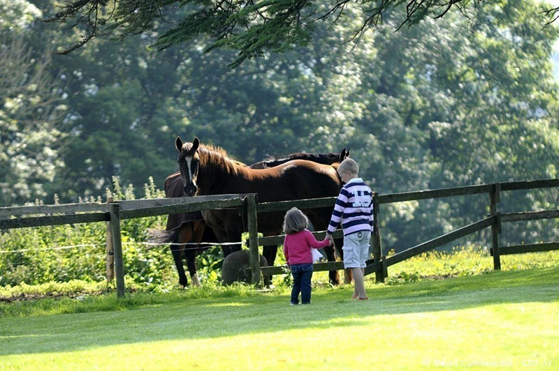 © D. Commenchal Cheval dans l'Orne en Normandie