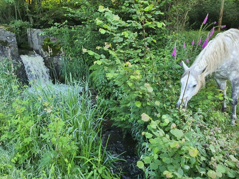 © MME COMPAIN Cabane-de-l Etang-Landisacq