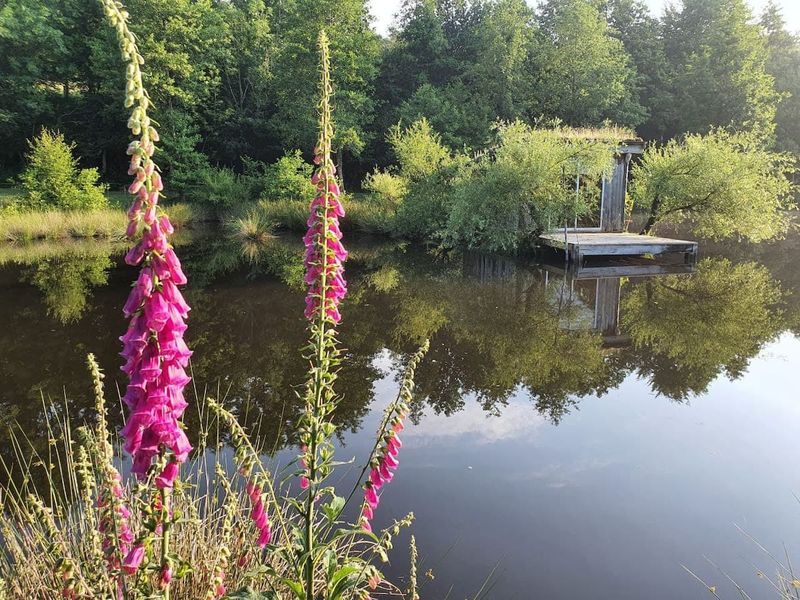 © MME COMPAIN Cabane-de-l Etang-Landisacq