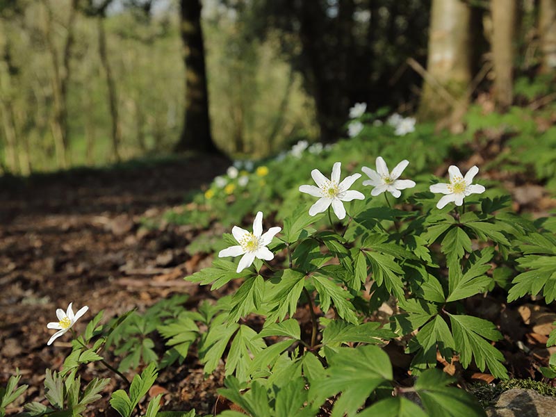Le Camp de Bierre © C Aubert Le Camp de Bierre