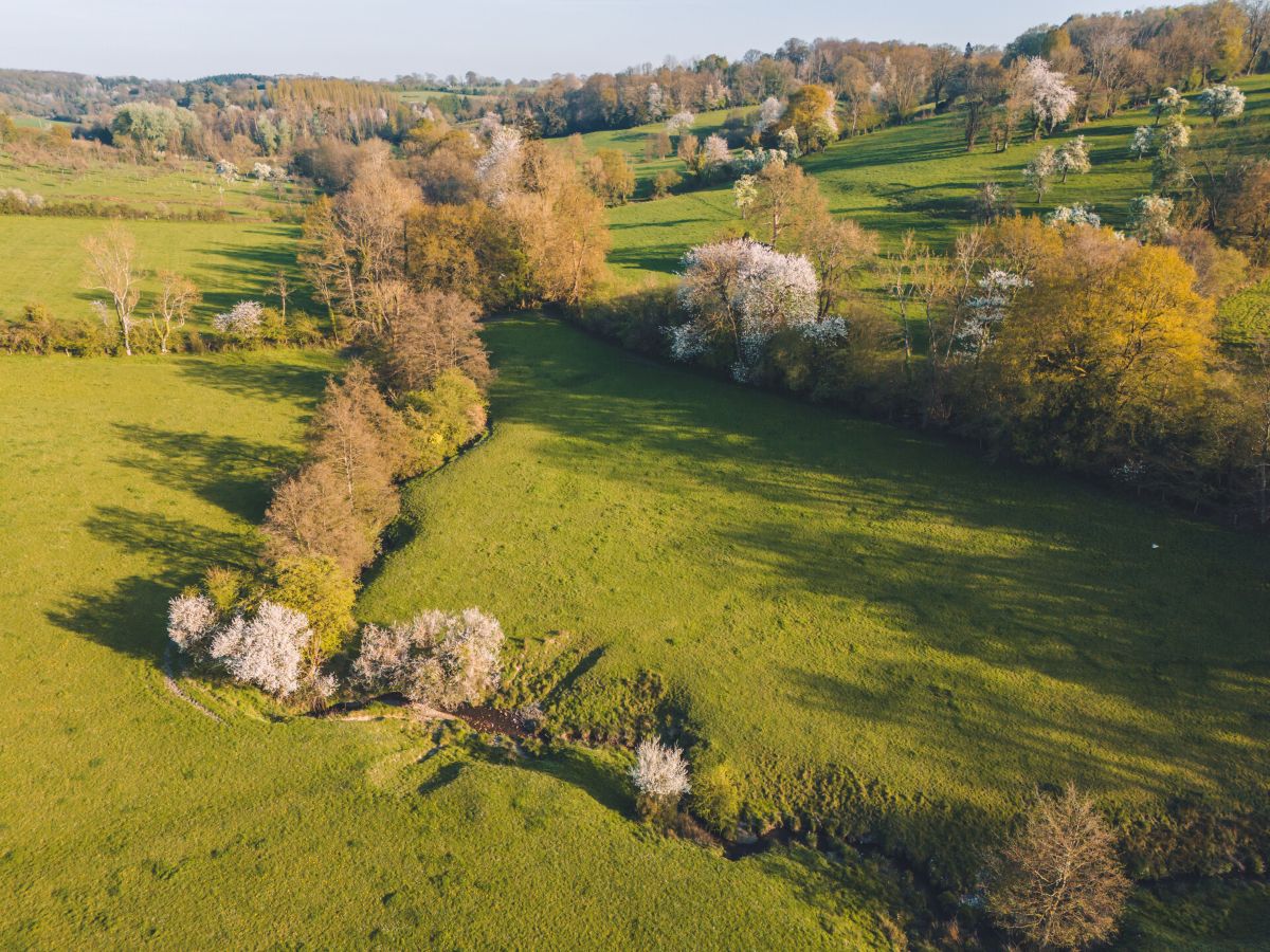 Au milieu des haras