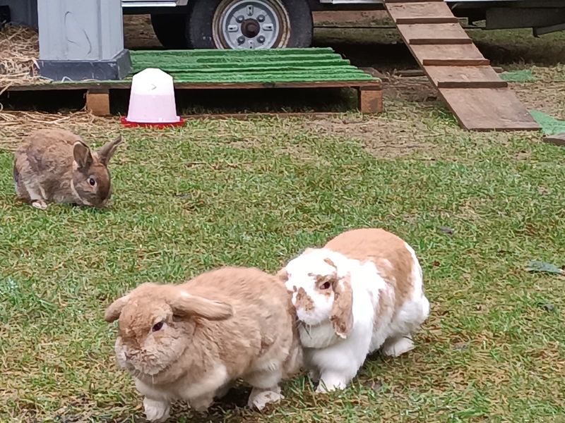 ©Schéhérazade Warrach Camping-aux-Pres-d-Ecouves-radon