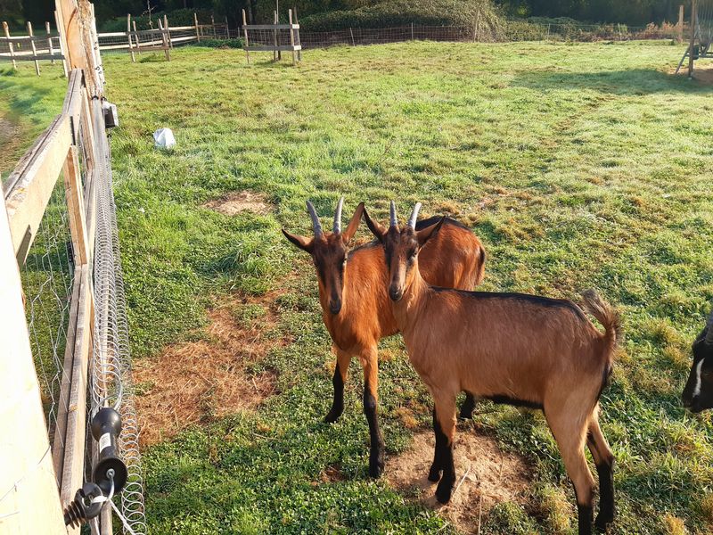 ©Schéhérazade Warrach Camping-aux-Pres-d-Ecouves-radon