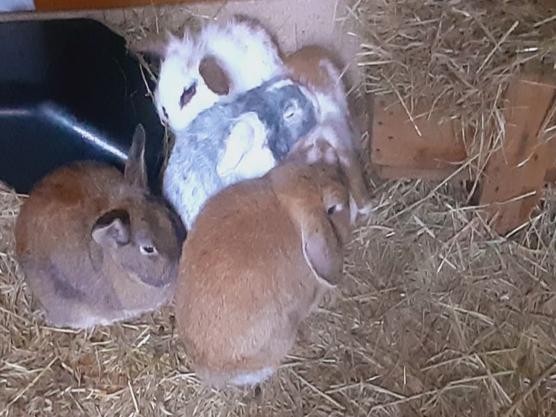 ©Schéhérazade Warrach Camping-aux-Pres-d-Ecouves-radon