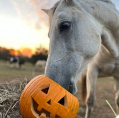 Halloween, la chevauchée maudite!