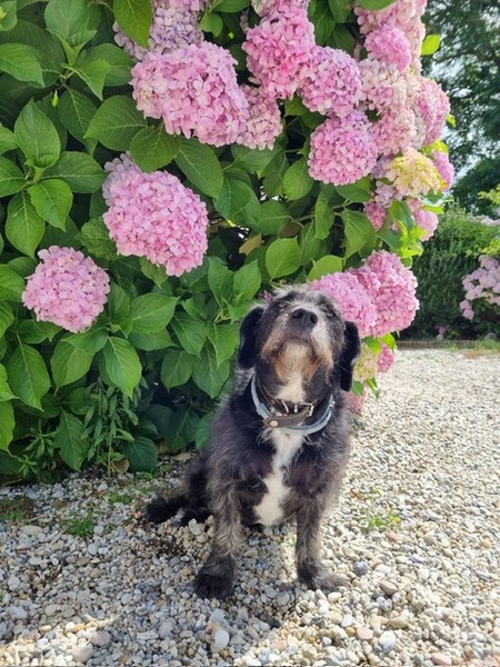 Maison d’hôtes Chambres d'hôtes > Les Hortensias du Cotentin à Gouville-sur-Mer