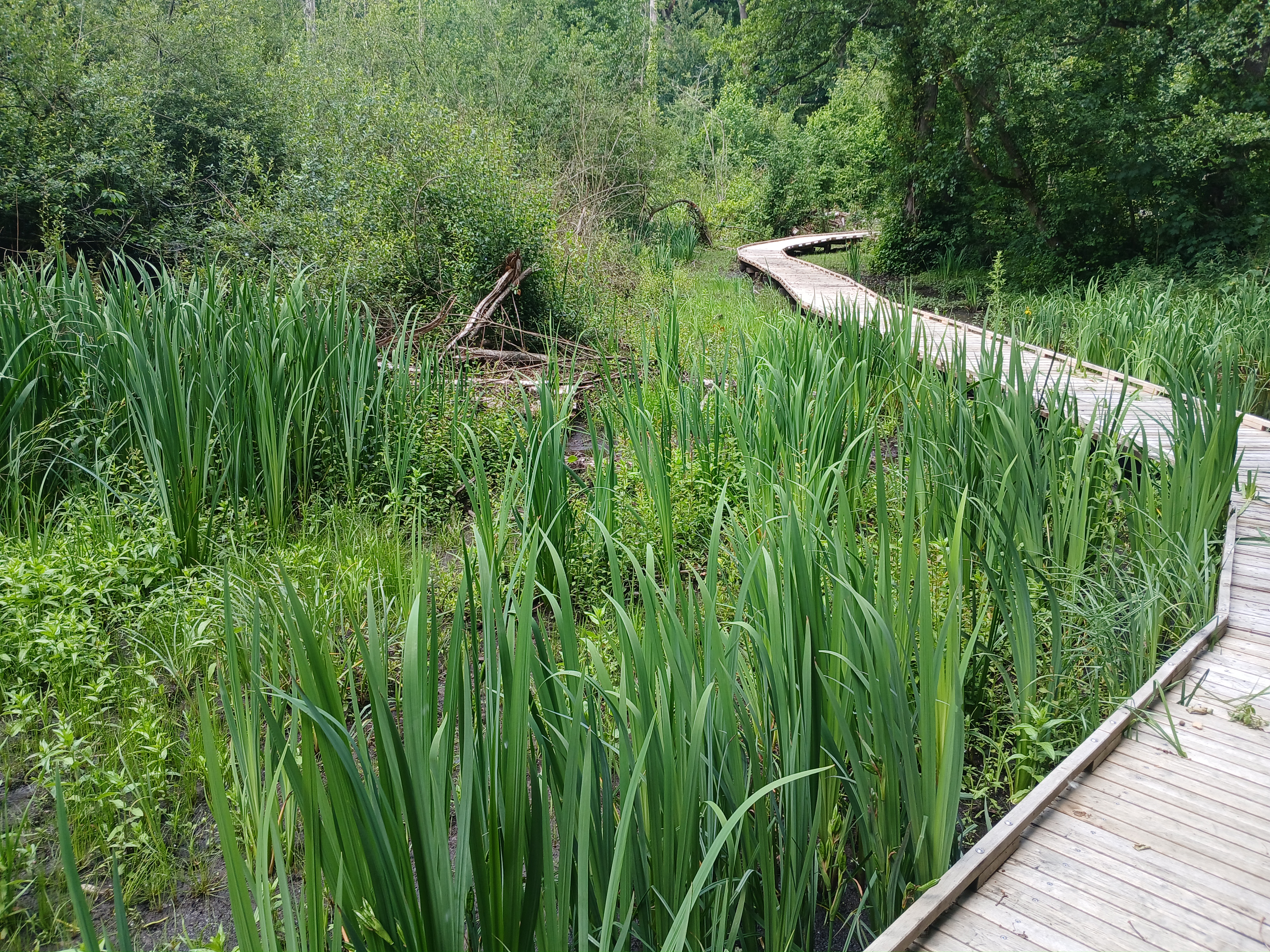 Chemin du Colmoulins