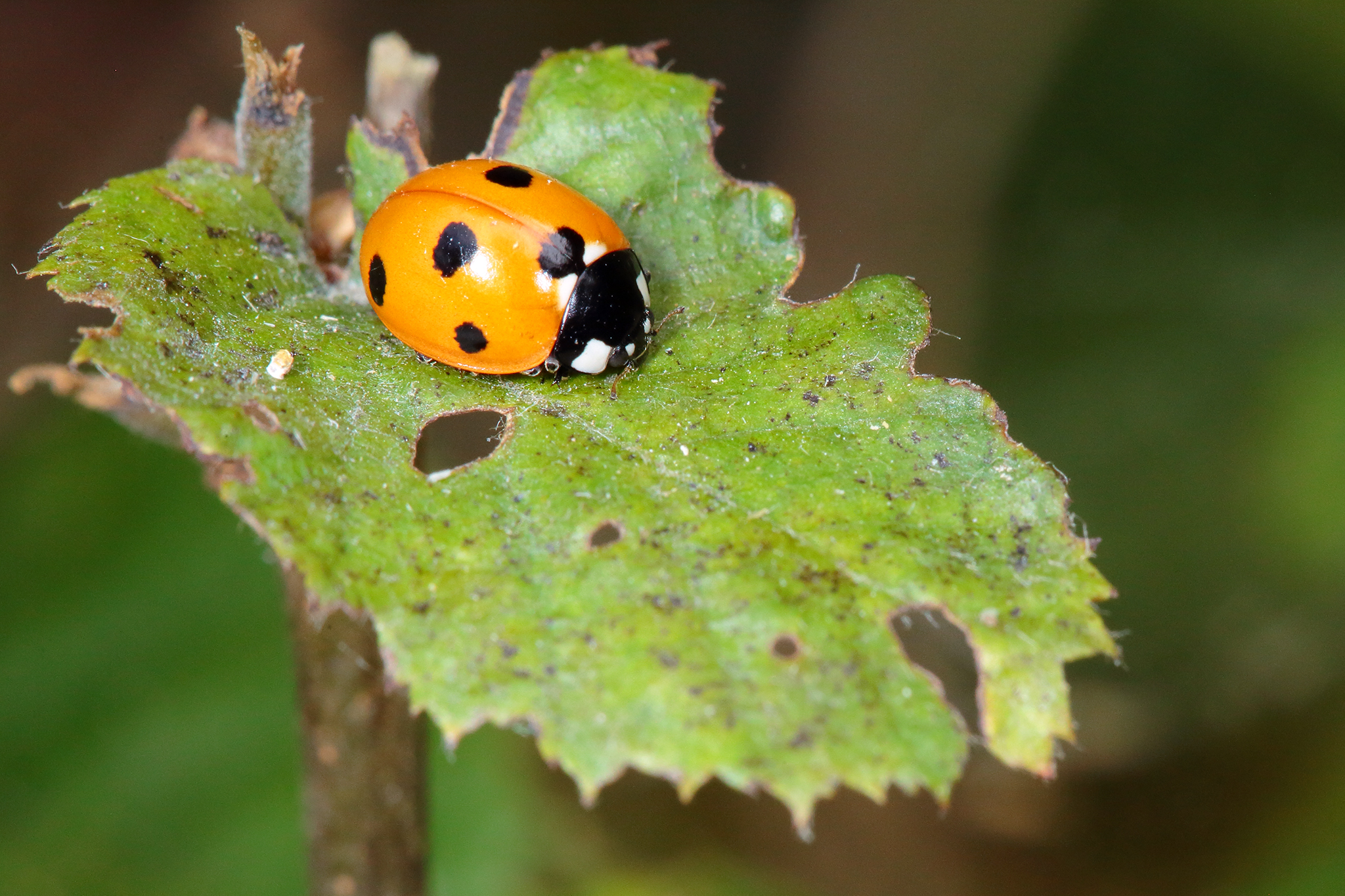 Coccinelle à 7 points_Résurgence_Guiel_07-2020_CC4A1050_BDef