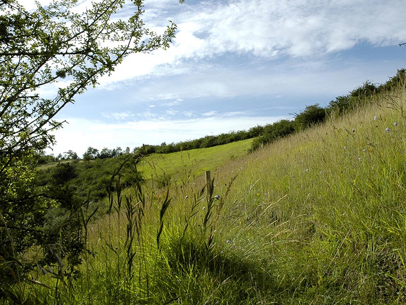 Le Coteau de la Bandonnière © D.Commenchal Le Coteau de la Bandonnière