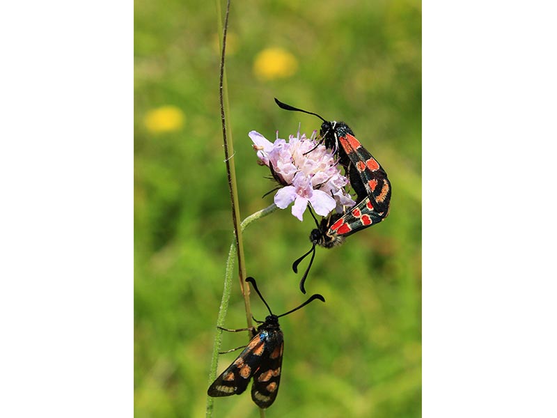 Le Coteau de la Bandonnière © JE Rubio Le Coteau de la Bandonnière