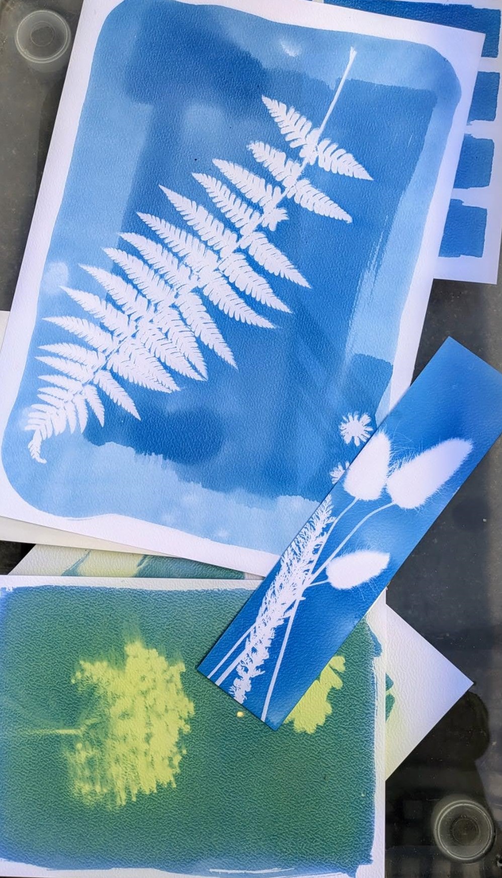 Atelier photographie au cyanotype - Ferme-musée du Cotentin