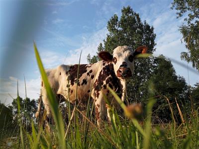 Visite de la Ferme du Breuil / Route des Fromages AOP de Normandie Du 7 au 28 août 2025