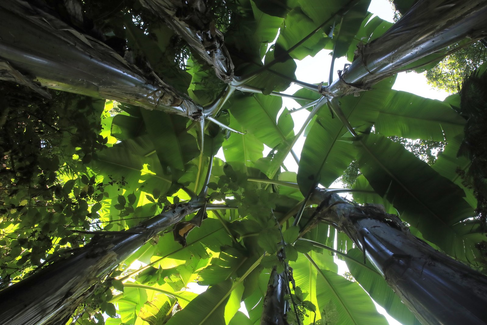 Jardin Jungle Karlostachys