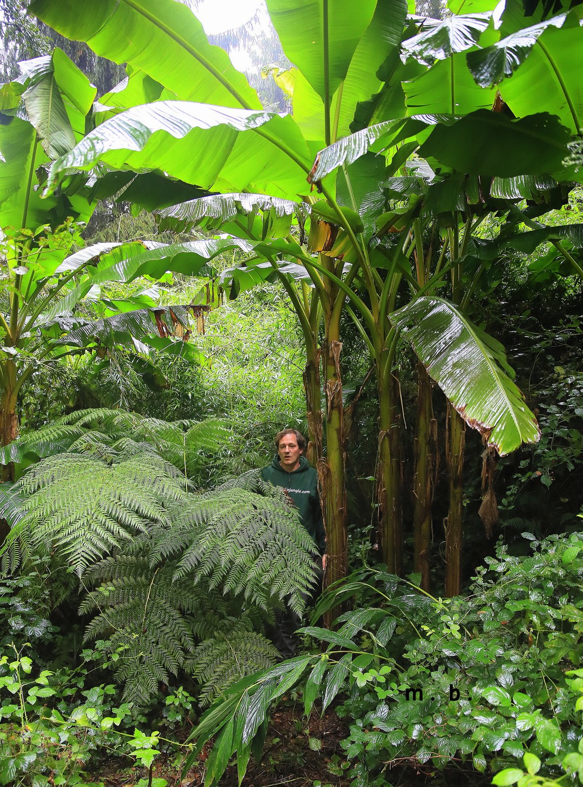 Jardin Jungle Karlostachys