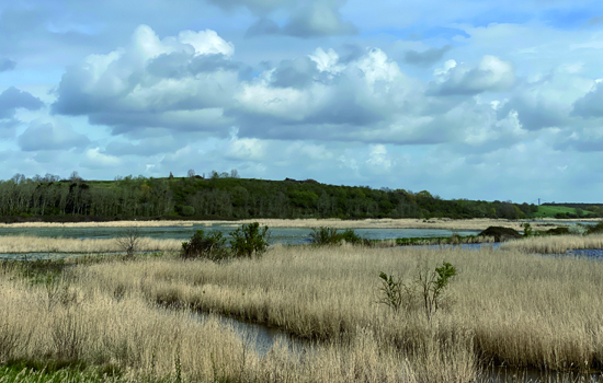 Sortie nature : Découverte de la réserve au marais du Hode
