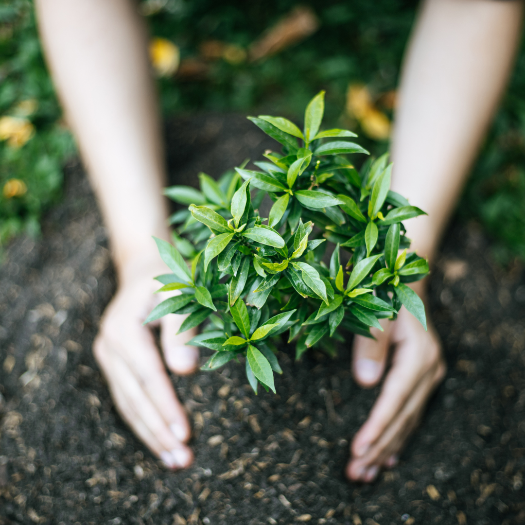 Troc de plantes