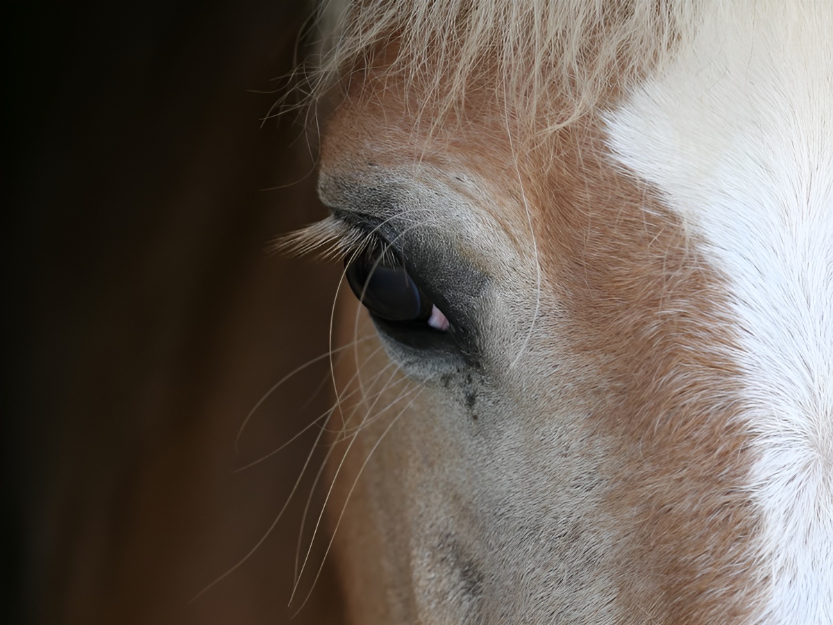 Visite du Haras d'Ecajeul