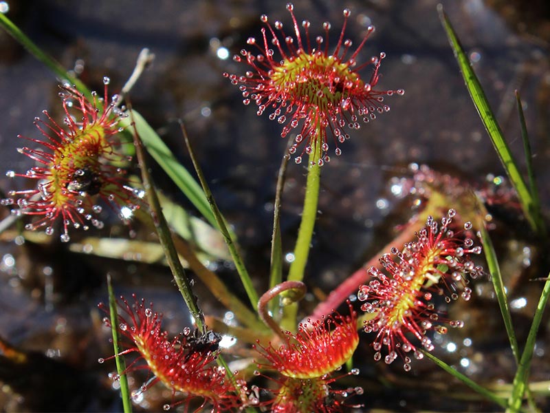 © JE Rubio Les Petits Riaux