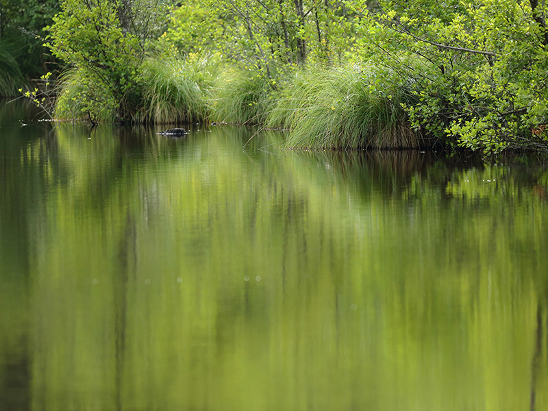 © C Aubert Etang de la lande forêt - Le Grais