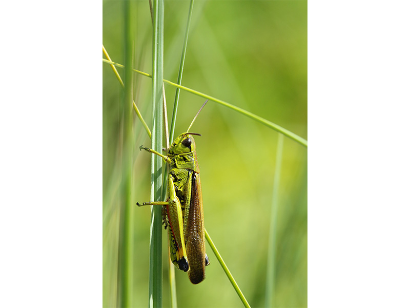 © C Aubert Etang de la lande forêt - Le Grais