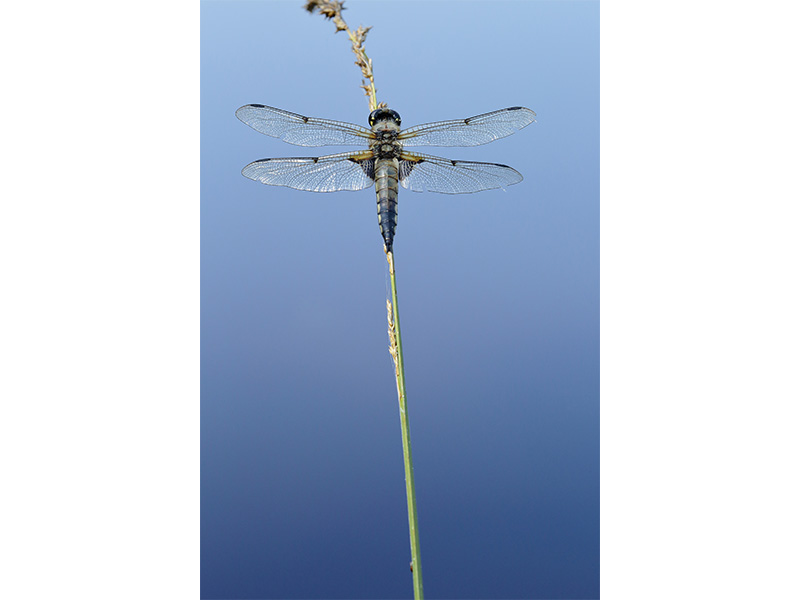 © C Aubert Etang de la lande forêt - Le Grais