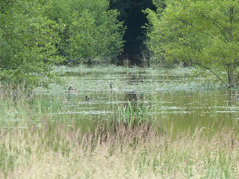 © CD 61 Etang du Perron