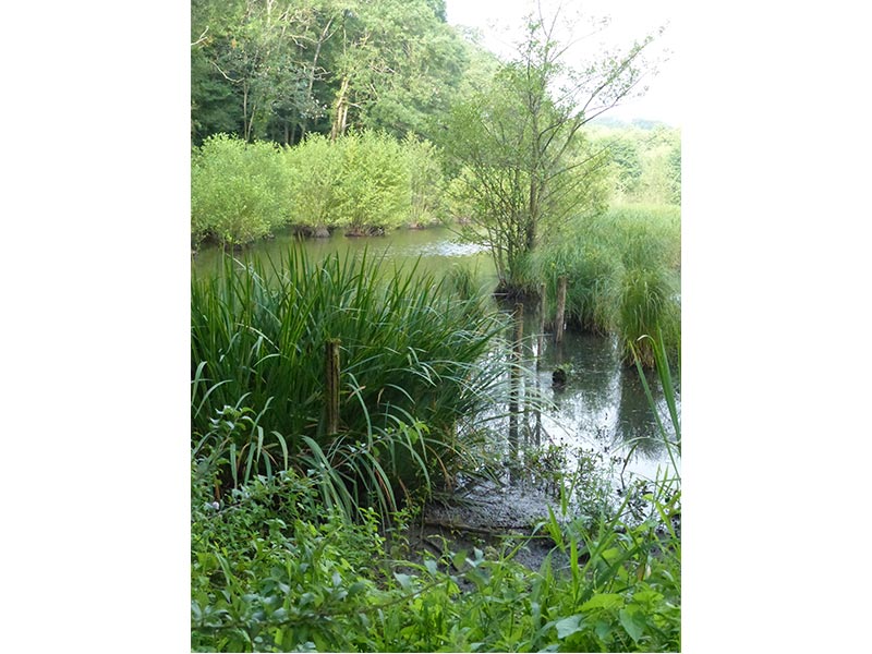 © CD 61 Etang du Perron