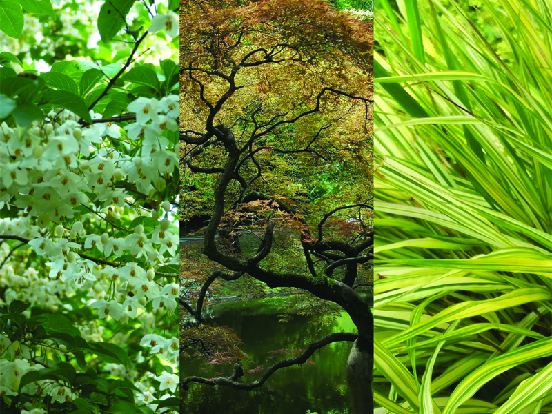 ©Entre ville et jardin bagnoles-orne-fete-plantes-entre-ville-jardin-2026