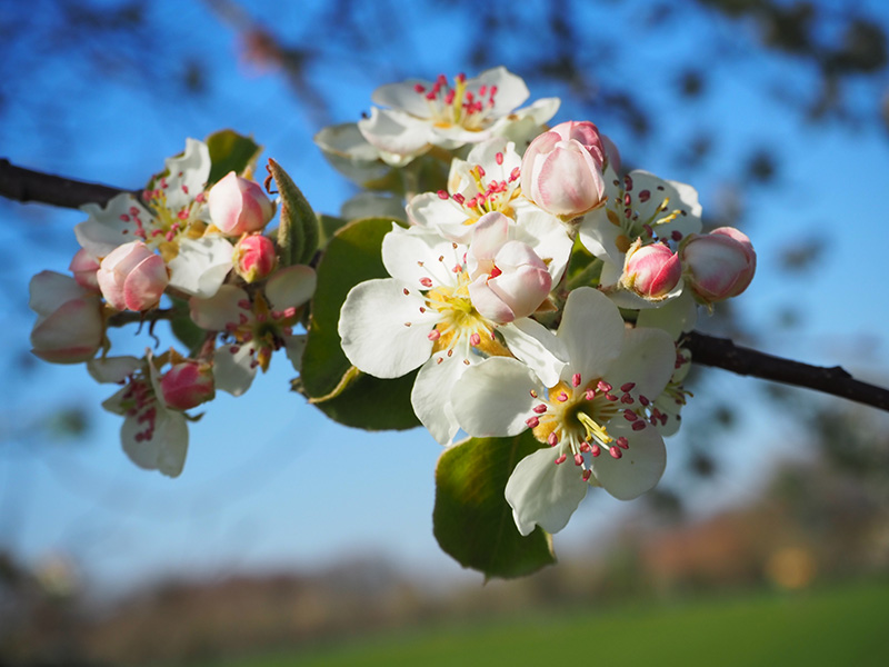 © Pacory-Ferme-Grimaux Fleurs-2