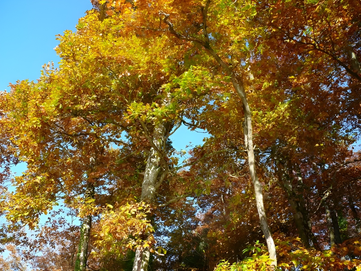 Forêt