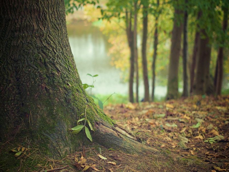 Foret_800 Pixabay_libre de droits Foret_800