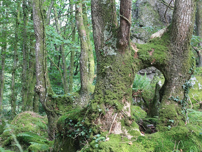 © CD 61 La Fosse Arthour