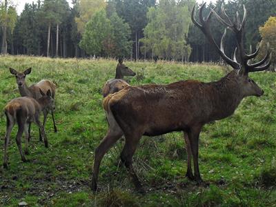 Sortie nature : le brame du cerf Le 20 sept 2024