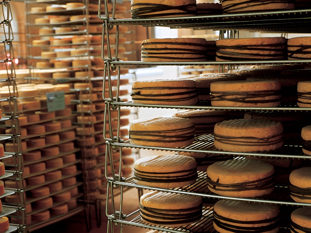 Affinage des livarots à la Fromagerie de Livarot