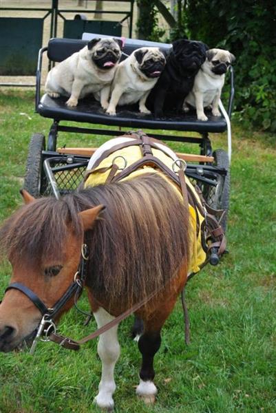 G1351 - Le Clos Saint Bernard - Mme Landry