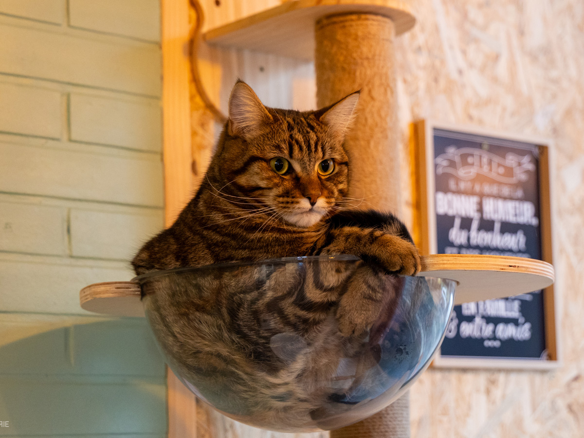 Gaston du Salon des P'tea Chats ©Lorie Jumeline